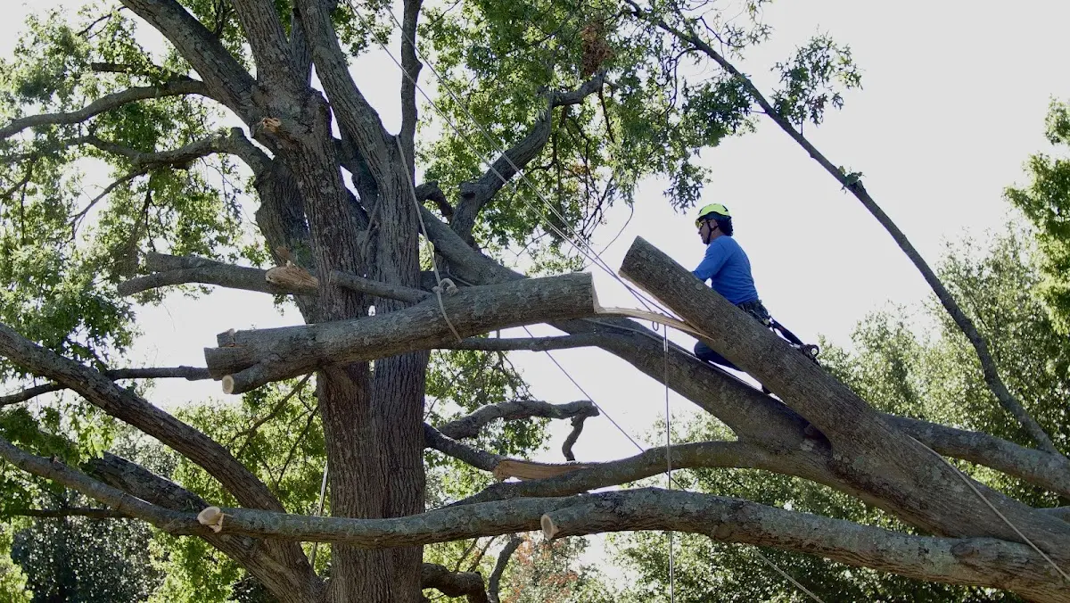 Professional Crown Thinning performed by certified arborists in Campbell