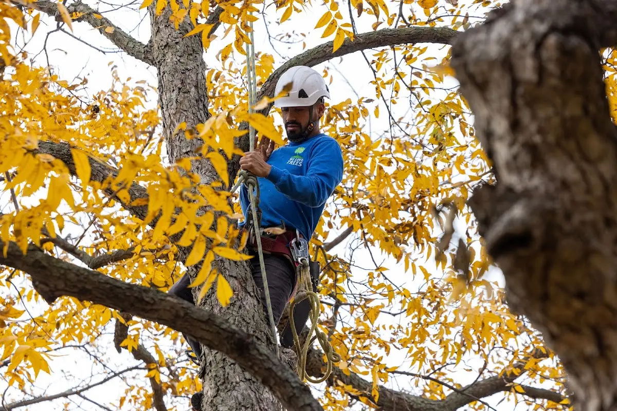 Skilled Tree Planing crew working in Campbell